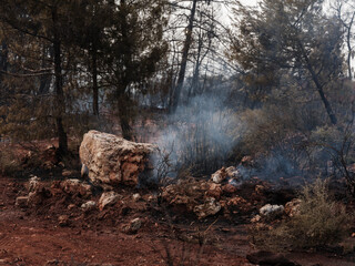 Forest fire and global warming