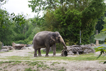 Cute elephant in a spacious enclosure at the zoo