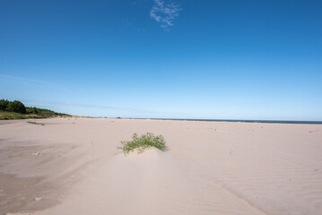 Sand dune on the baltic sea shore in Sikrags, Latvia