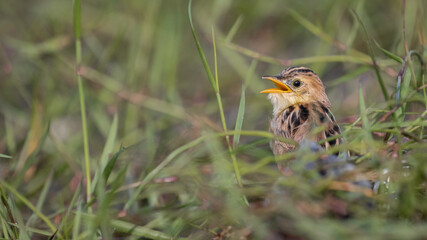 Zitting Cisticola in a Grass