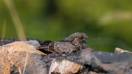 Savanna Nightjar Camouflaging among the Stone