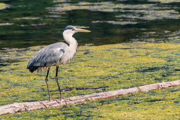 Grey heron wading in a wetland pond, showcasing its beautiful plumage and hunting stance
