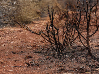 burned trees and dramatic landscape