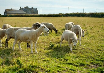Sheep in a field at evening time in Cornwall, England, UK.