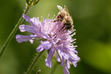 Honigbiene an der Blüte einer Witwenblume