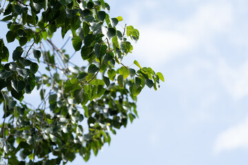 green leaves against blue sky