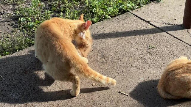 Ginger cat playing with her kitten outdoors