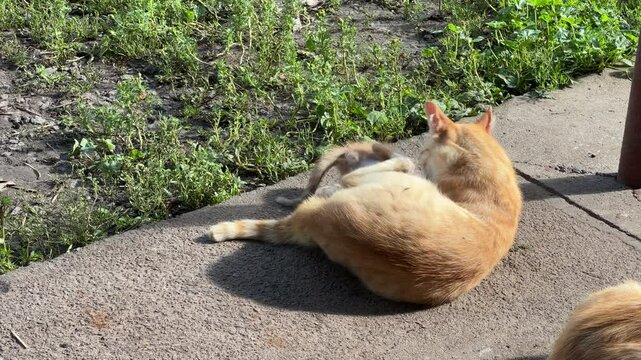 Ginger cat playing with her kitten outdoors
