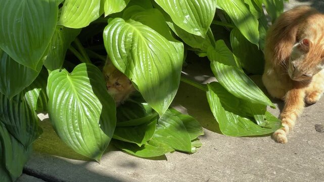 Ginger kitten playing with cat among the green leaves outdoors