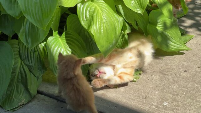 Ginger cat playing with her kittens among the green leaves