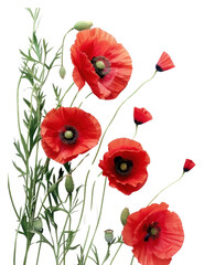 Obraz premium PNG Red poppies on white background