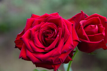 赤い薔薇