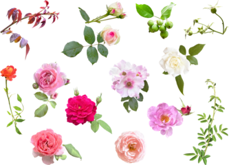 切り抜き透過素材セットー薔薇7