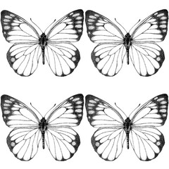 Seamless pattern of realistic butterfly. Hand drawn illustration. Black and white simple. Painted butterflies elements on white background. Animal motif. For fabric, textile, design, banner, wrapping 