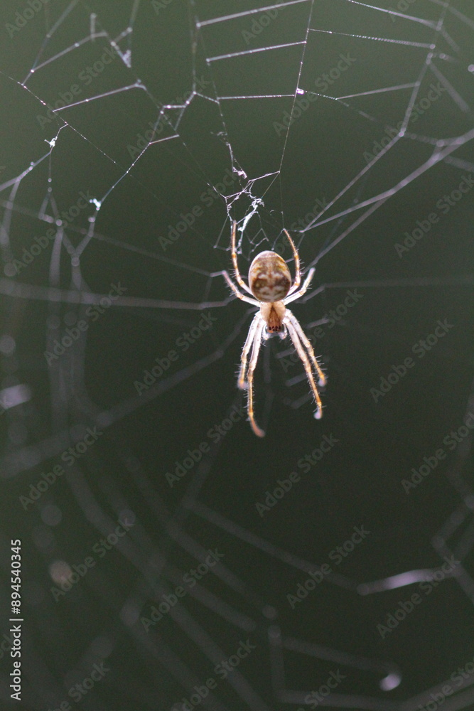 Wall mural spider on web