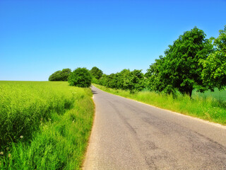 Road, nature and pathway to travel, sky and peace in environment, location and adventure in forest. Woods, highway and direction of destination for journey, morning and trees on trip and landscape