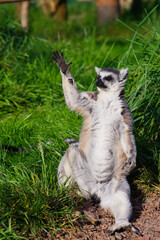 the lemur raised his paw and thanks the sun