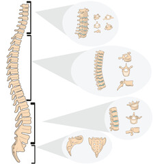 vertebral column vertebrae anatomy vector