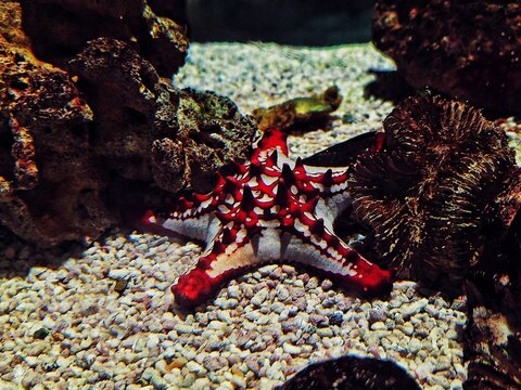 starfish on a reef