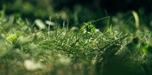 Nature green grass with blurred background, banner.