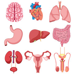 bundle of human organs vector 