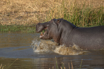The common hippopotamus (Hippopotamus amphibius), or hippo, is a large, mostly herbivorous mammal...