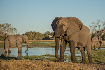 Fototapeta premium herd of African elephants at sunset Botswana