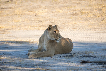 Big lion lying on savannah grass. Landscape with characteristic trees on the plain and hills in the background