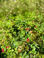 Obraz premium red berries in forest