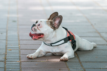 Small purebred French Bulldog, brown and white, looking around in the park, a beautiful and...