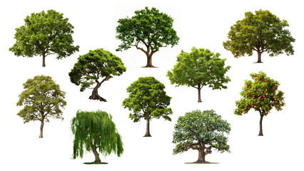 PNG Green tree set, transparent background