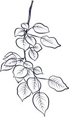 Hand drawing of a branch of Populus tremula, vector illustration by aspen