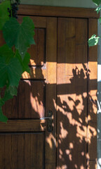 Shadow from grape leaves on a wooden door