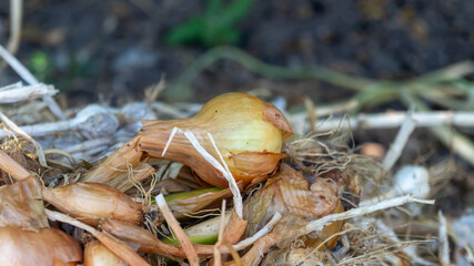 A pile of onions is stacked in the garden. Onion harvest close-up
