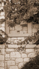Obraz premium Sepia Tone Ivy Covered Stone Wall Close-Up