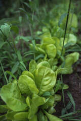 organic, garden, fresh, green, homegrown