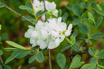 Flower of white Exochorda racemosa close-up in landscape garden