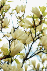 Yellow magnolia flower close-up in botanical garden