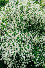 Exochorda racemosa bush flowering white in the botanical garden
