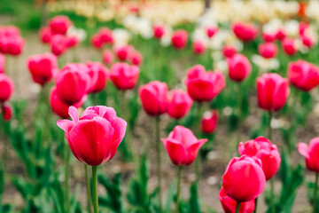 Blooming pink tulips close-up, floral background