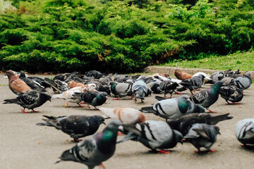 A flock of pigeons in the park near juniper bushes