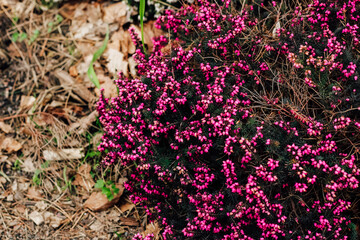 Bush purple flowering Erica carnea in the garden