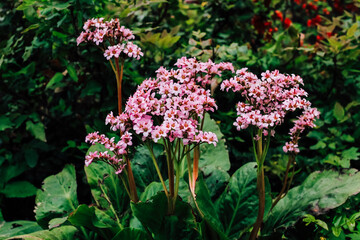 Bergenia cordifolia close-up in landscape garden