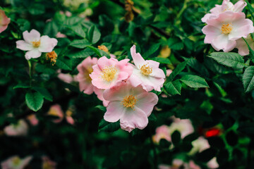 Pink rosehip flowers in the garden close-up