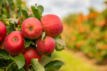 Ripe Red Apples on Tree Branches in a Sunny Orchard, Showcasing Lush Green Leaves and Bountiful...