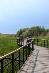 Obraz premium Eco path wooden walkway in Lukomorie, ecological trail path - route walkways laid in the forest, in St. Petersburg, Russia.