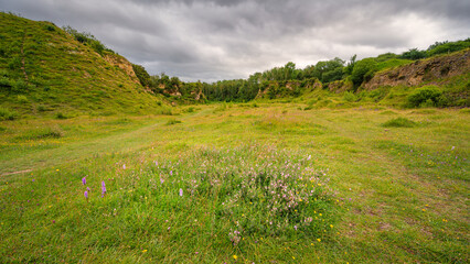 Fototapeta premium Spring Restharrow at Bishop Middleham Quarry, which ceased operations in 1934 and is now a SSSI managed as a nature reserve full of wildflowers in Co. Durham, England