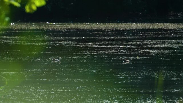 Ducks swimming on a wild pond