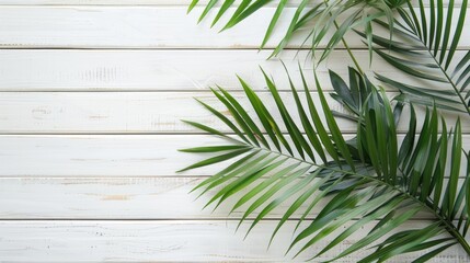 Naklejka premium Tropical palm on white wood background