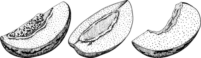 Pepino fruit, melon pear, Solanum muricatum. Vector hand drawn engraving illustration. Fresh pepino fruit whole, cut in half, slices. Vector illustration.